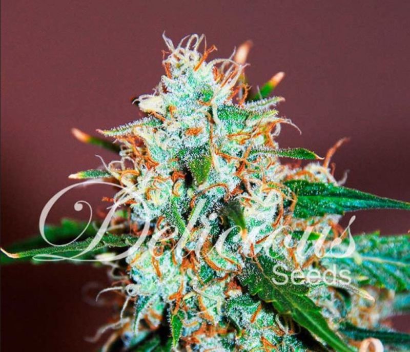 Critical Neville Haze 2.0, Фасовка: 3, изображение 2