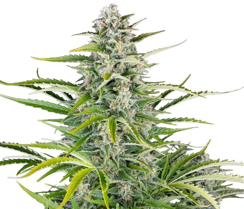 Gorilla Zkittlez Auto, Фасовка: 3