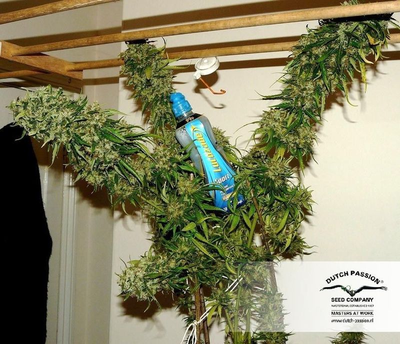 Outlaw Amnesia, Фасовка: 3, изображение 4