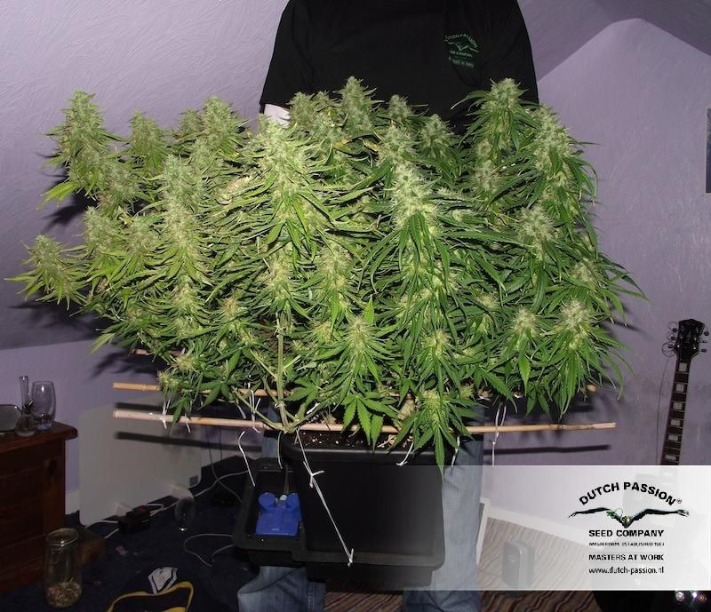 Blue Mazar Auto, Фасовка: 1, изображение 4