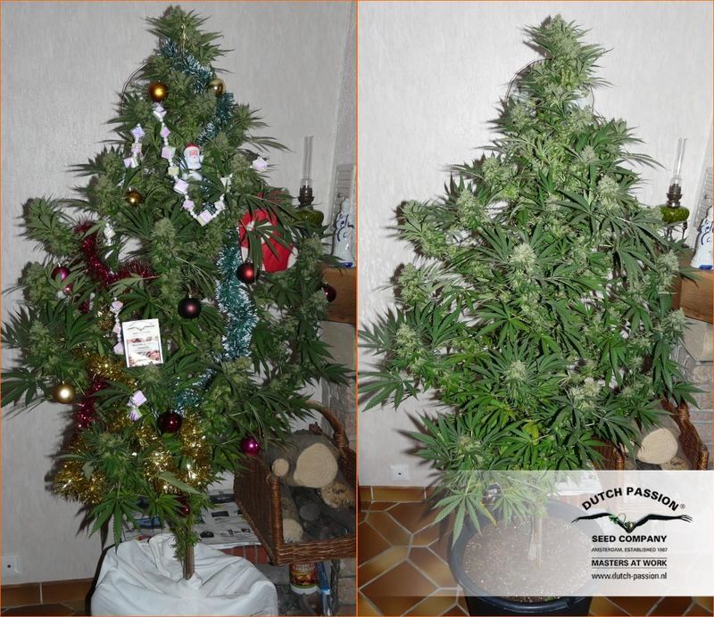 The Ultimate, Фасовка: 5, изображение 6