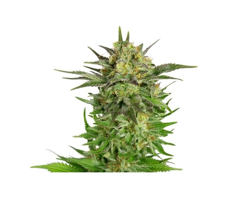 Haze Berry, Фасовка: 1