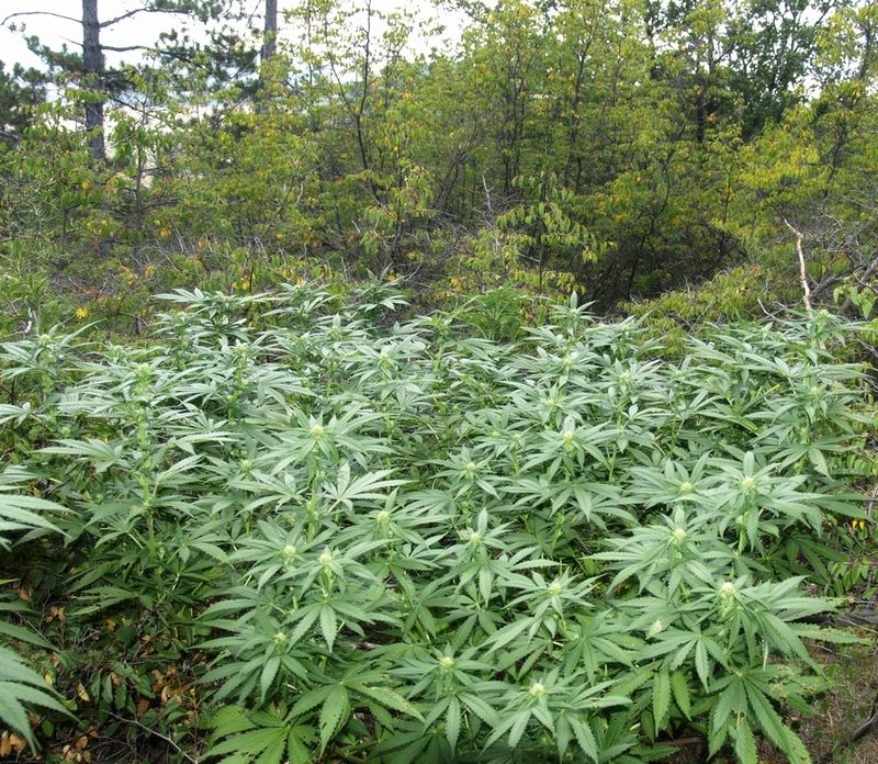 Пионер Экспресс, Фасовка: 3, изображение 4