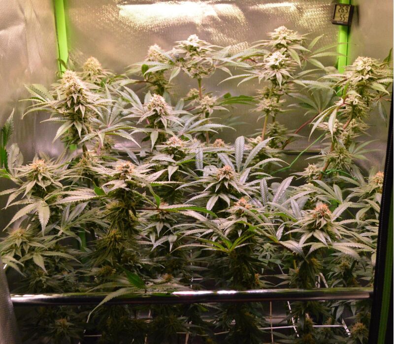 Blueberry Muffin, Фасовка: 3, изображение 3