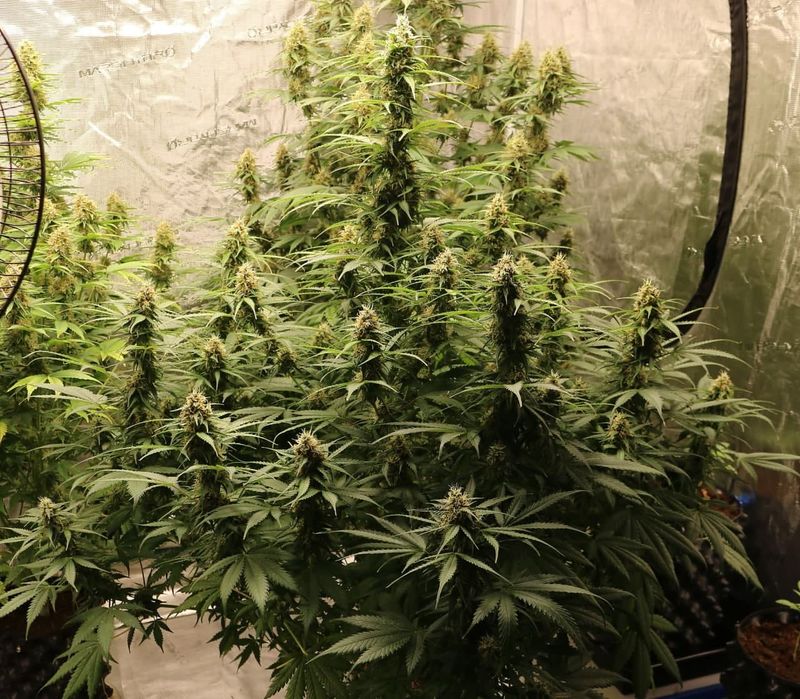 Animal Face Auto, Фасовка: 10, изображение 3