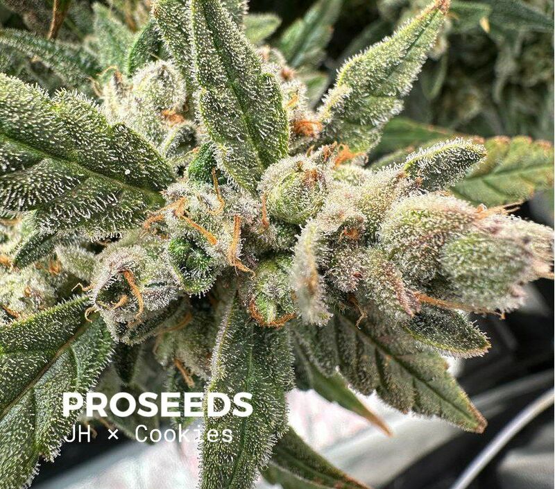 JH x Cookies Auto, Фасовка: 6