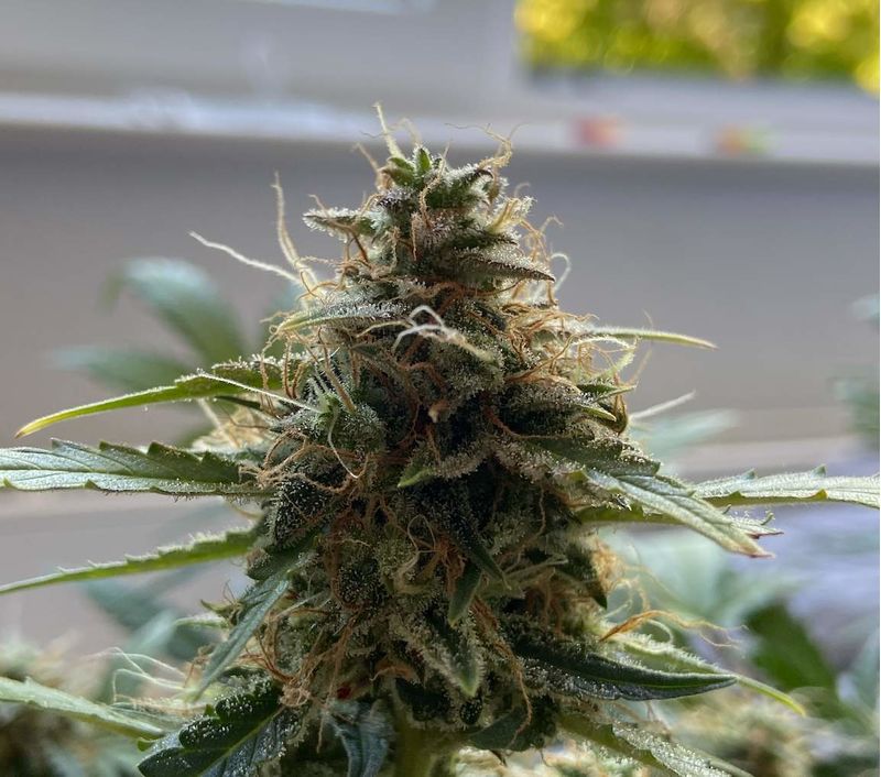 Haze Berry Auto, Фасовка: 25, изображение 3