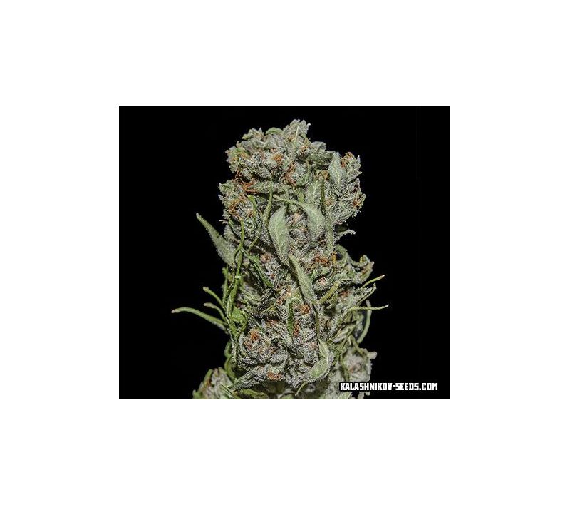 White Critical Express, Фасовка: 3