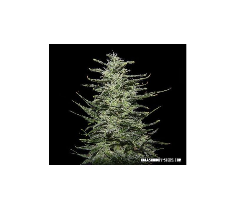 Amnesia Molotov, Фасовка: 5