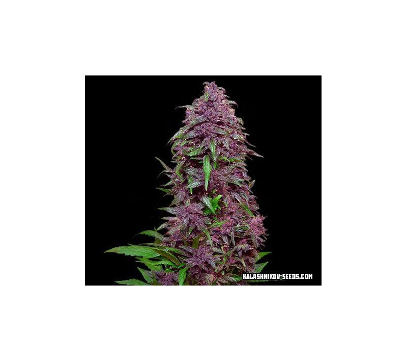 Purple Mazar Auto, Фасовка: 5