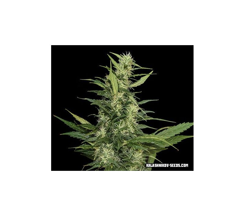 Амурский Гигант Auto, Фасовка: 10