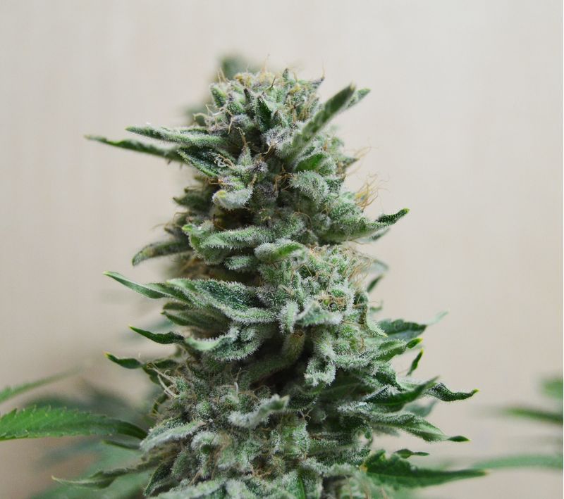 AK Skunk Auto, Фасовка: 3
