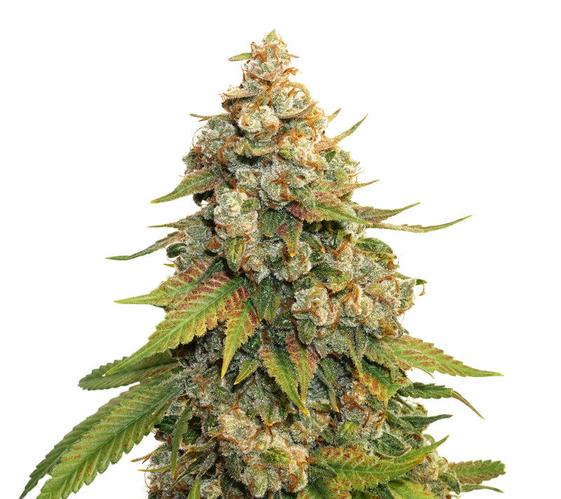 Golden Lemon Haze, Фасовка: 3