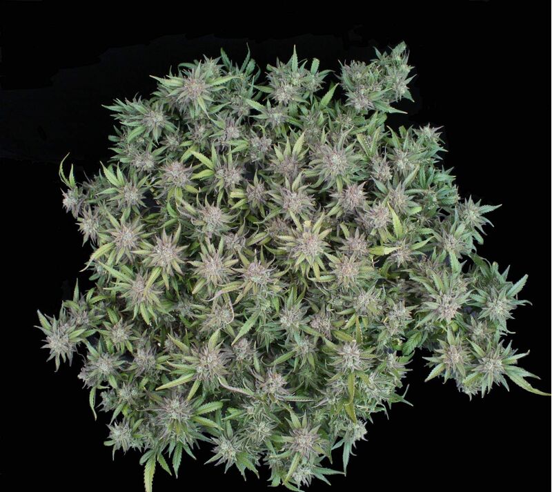 Red Dragon fem, Фасовка: 5, изображение 4