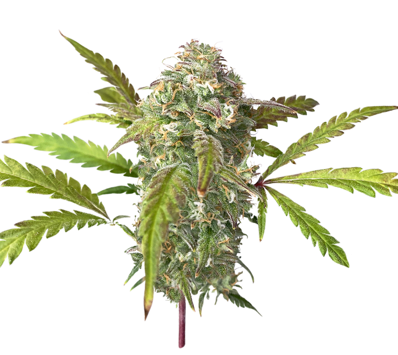 Fruit Gum, Фасовка: 3