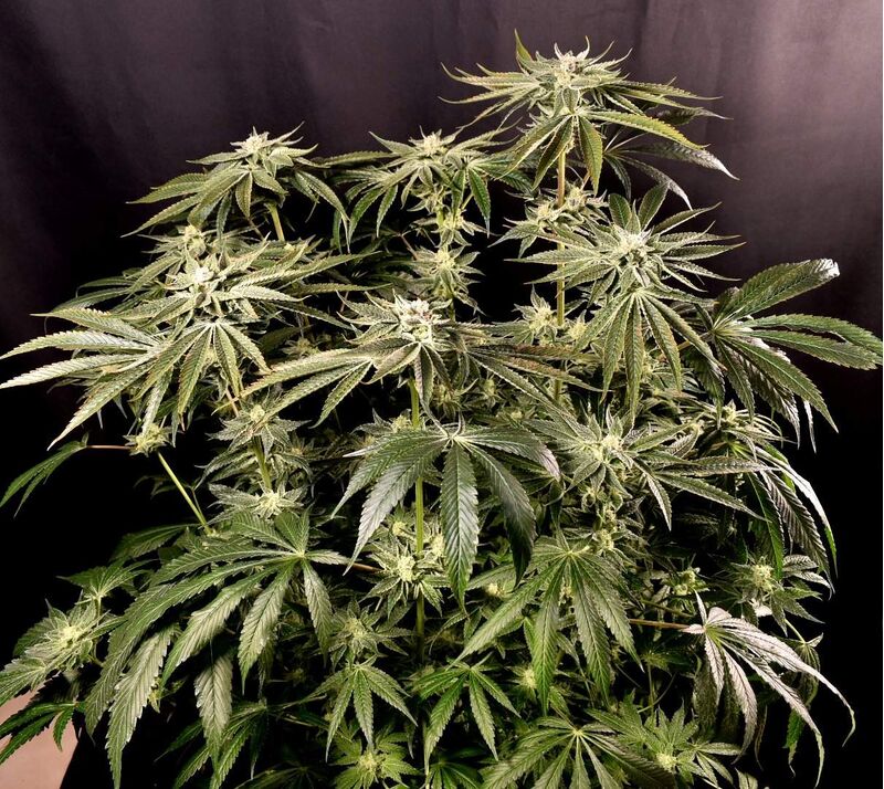 Kush Mintz, Фасовка: 3, изображение 4