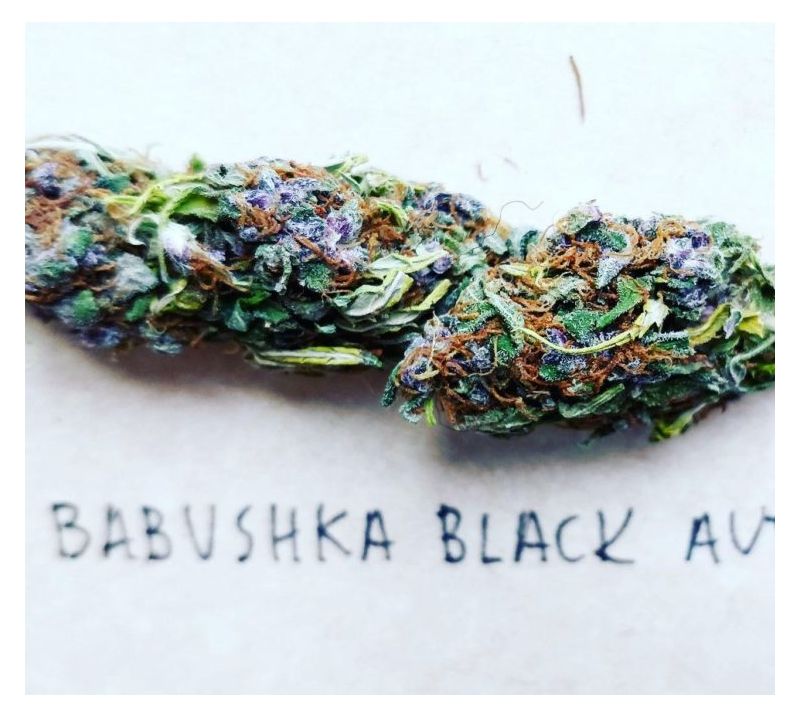 Babushka Black Auto, Фасовка: 10, изображение 2