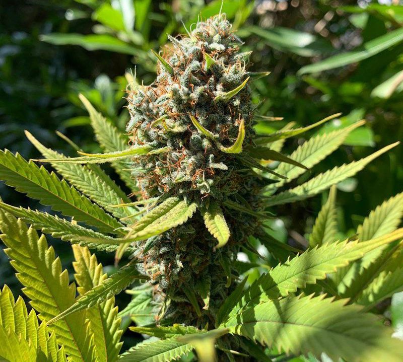 Neville's Haze x Malawi x Trainwreck (N.M.T.), Фасовка: 10