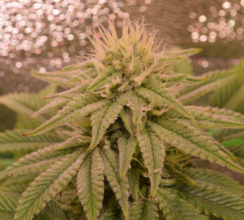 Apple Blossom, Фасовка: 3, изображение 5