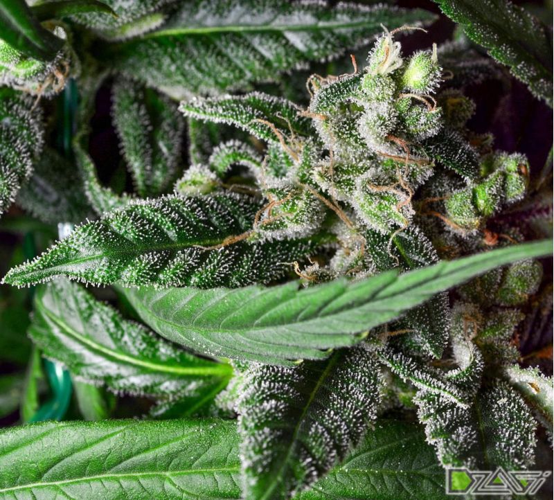 Acapulco Gold, Фасовка: 3, изображение 3