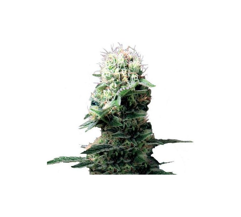 Dance World CBD, Фасовка: 1