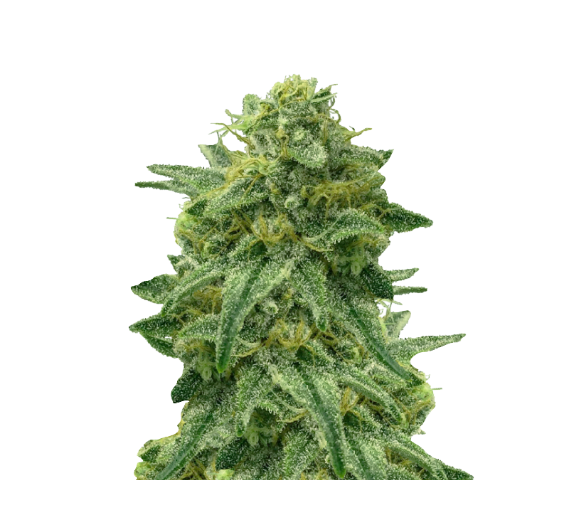 Delicious Cookies Early Version, Фасовка: 3+2