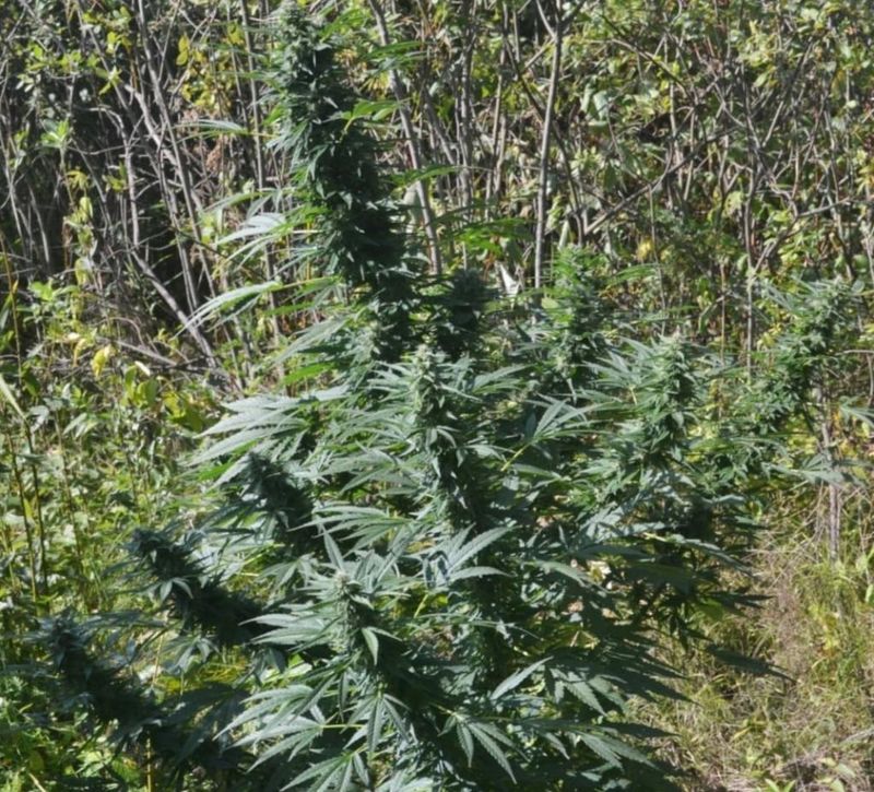 Guerilla Gold x Terinator Fem, Фасовка: 5