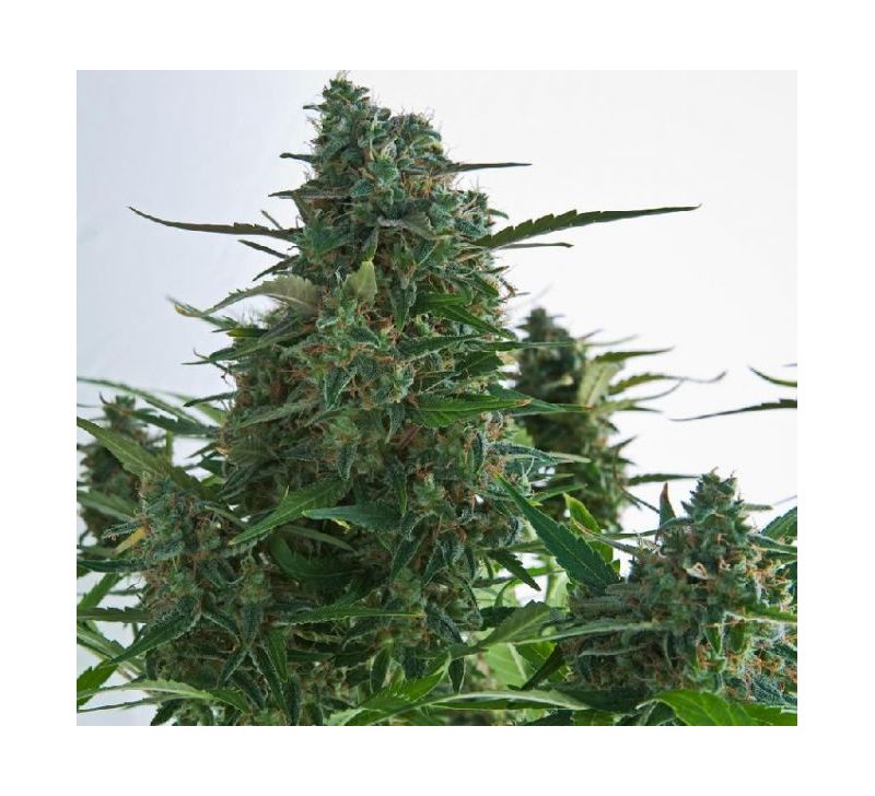 Auto N.Y.C. Diesel, Фасовка: 5