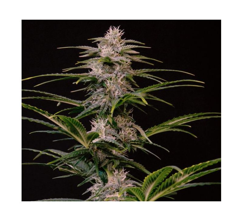 Auto Halk XL, Фасовка: 5, изображение 2