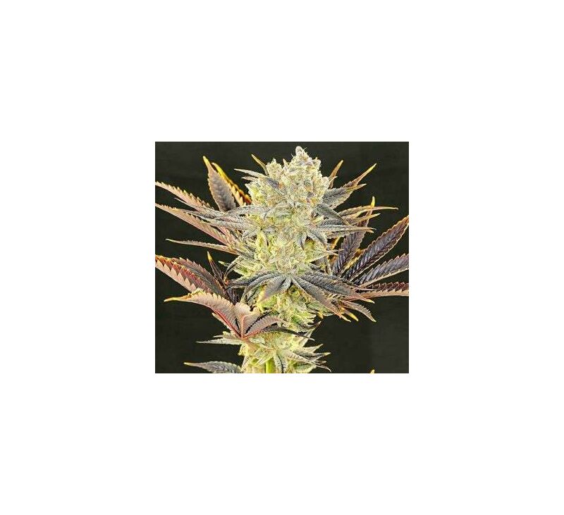 Citradelic Sunset, Фасовка: 5