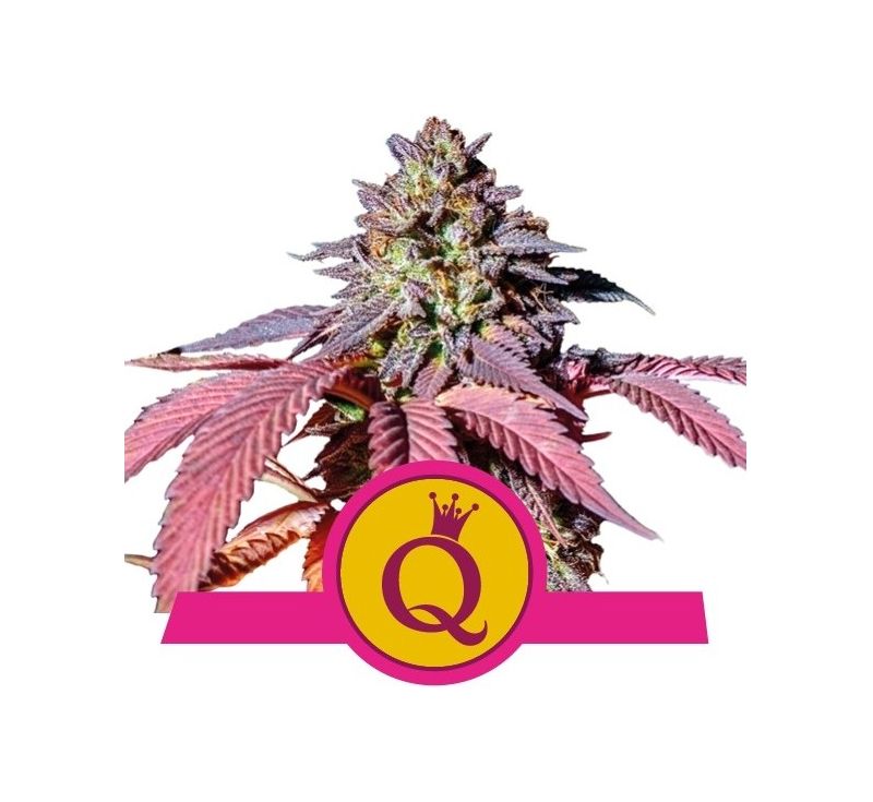 Purple Queen, Фасовка: 3