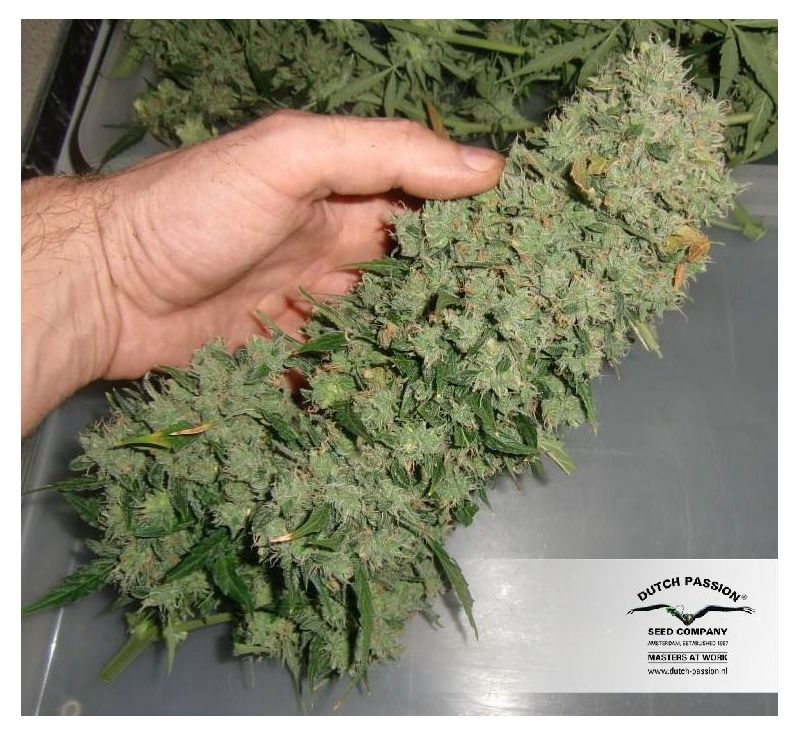 Blue Mazar Auto, Фасовка: 1, изображение 7