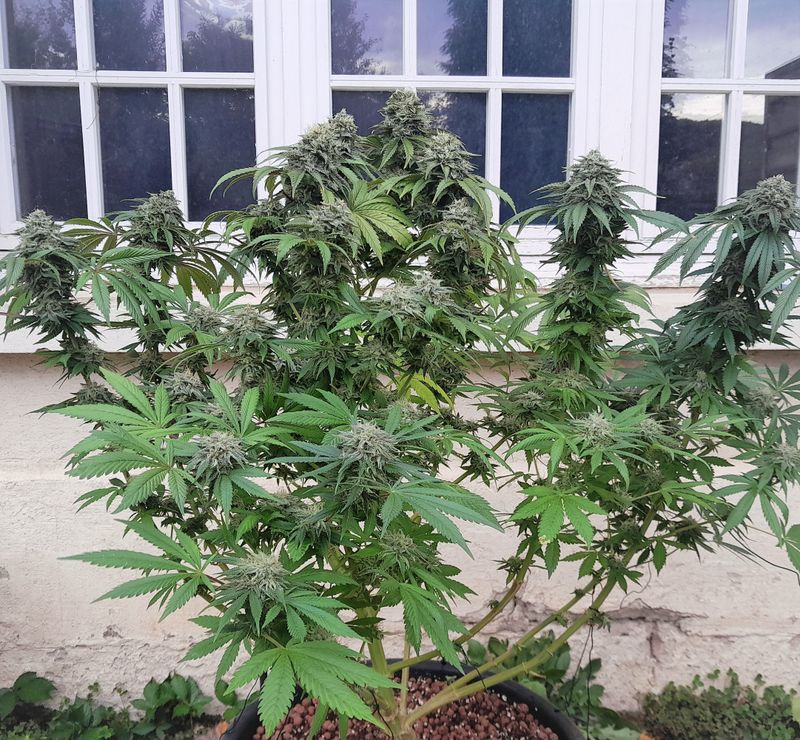 Creamy Kees, Фасовка: 12, изображение 3