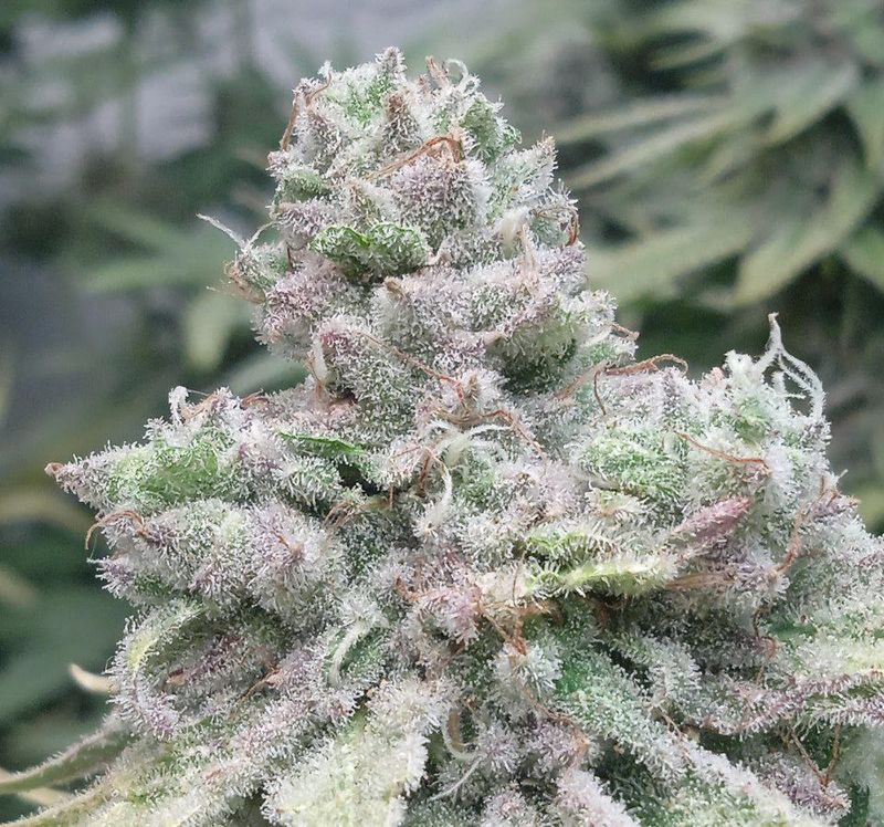 Old Mary Punch, Фасовка: 3