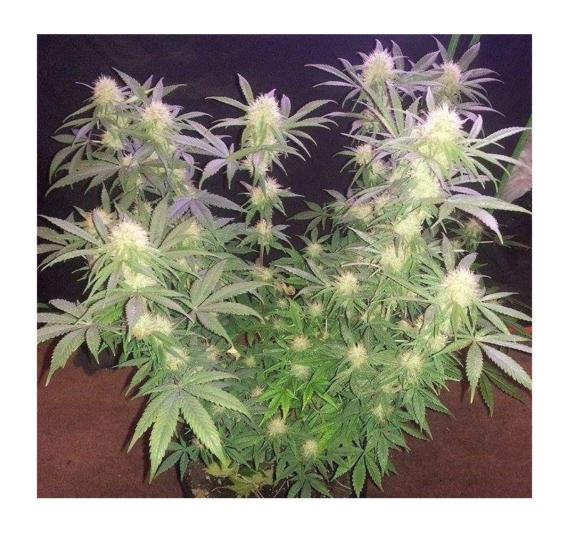 Raspberry Cough Auto, Фасовка: 3