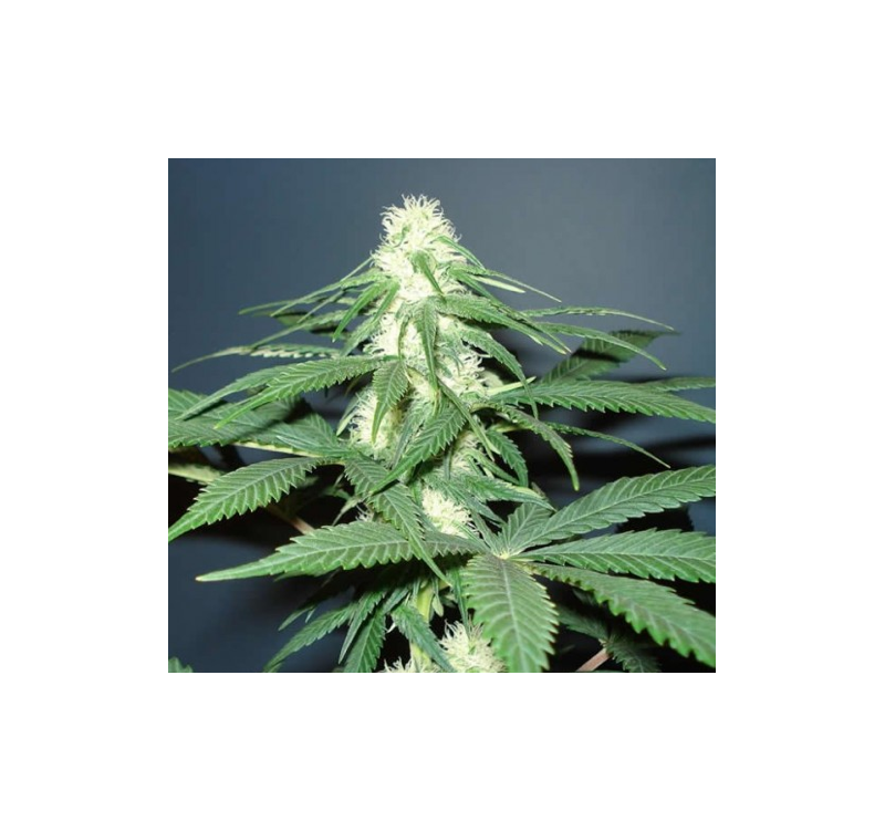 Master Kush, Фасовка: 10, изображение 2