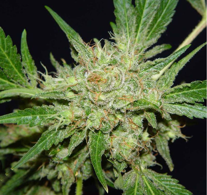 Chronic Reg, Фасовка: 11, изображение 3