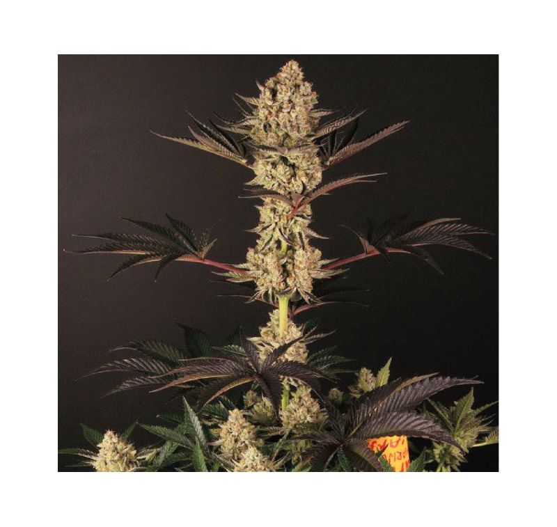 Auto Do-Si-Dos XL, Фасовка: 5, изображение 6