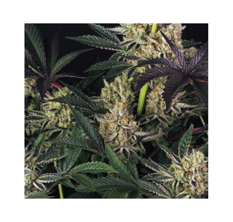 Auto Do-Si-Dos XL, Фасовка: 5, изображение 7