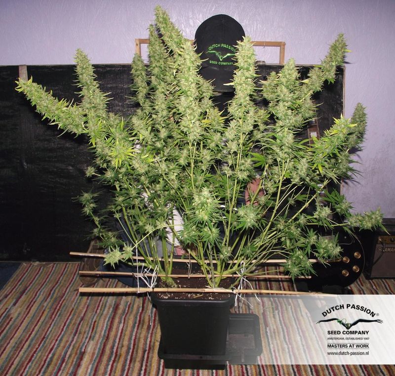 Desfran Auto, Фасовка: 1, изображение 2