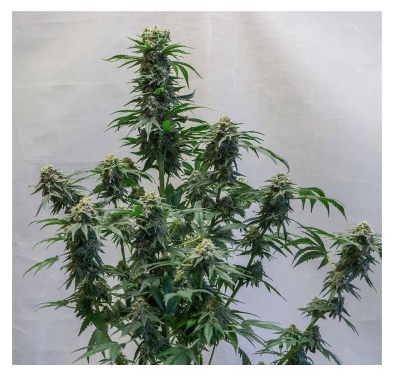 Boy Scout Cookies, Фасовка: 3, изображение 9