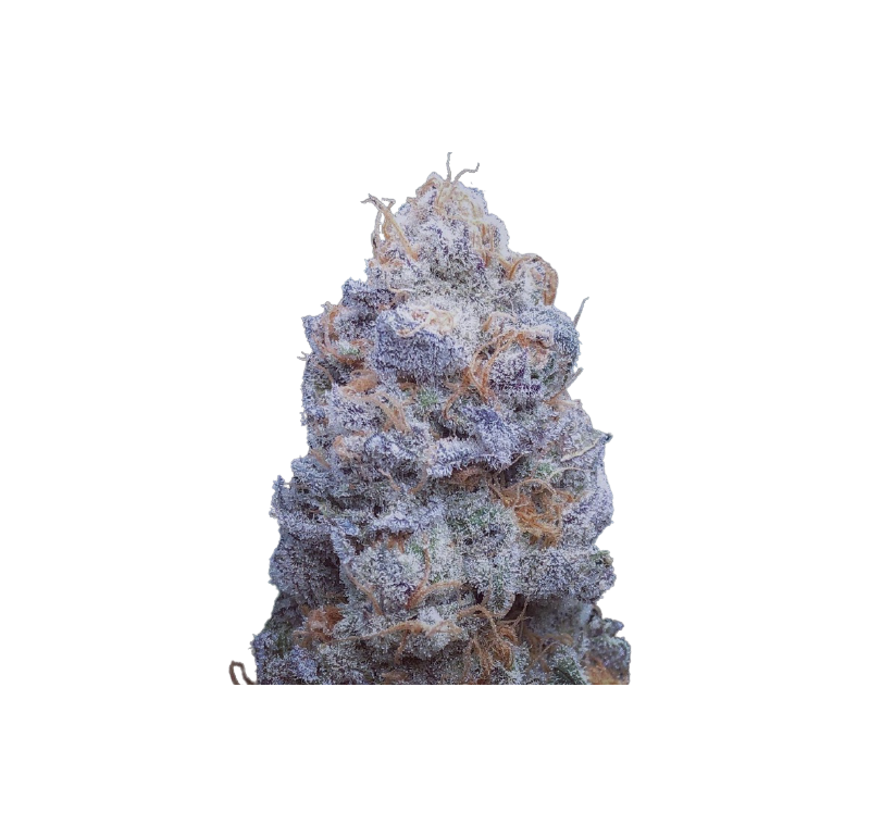 Auto Cherry Breath genetics, Фасовка: 5+2