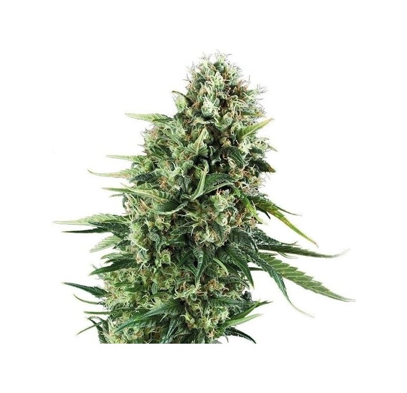 Chocolate Haze, Фасовка: 3