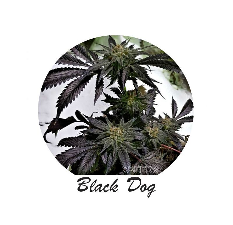 Экспресс Black D.O.G, Фасовка: 5, изображение 2
