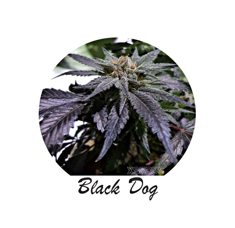 Экспресс Black D.O.G, Фасовка: 5, изображение 3