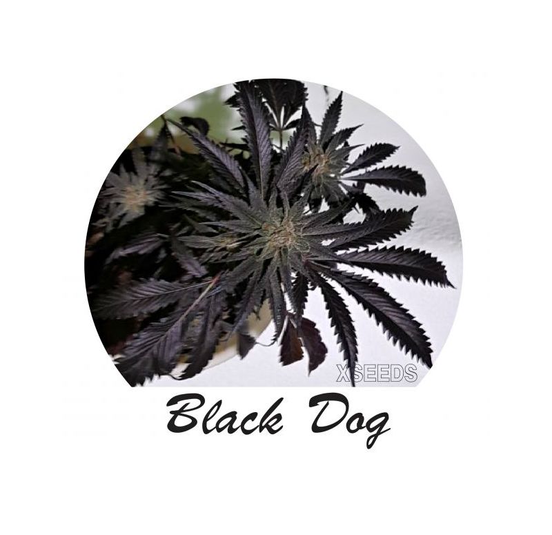 Экспресс Black D.O.G, Фасовка: 5, изображение 4