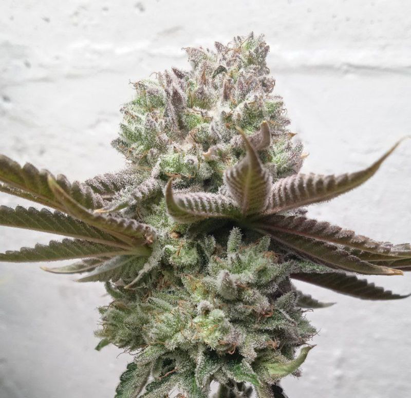 CBD Punch, Фасовка: 10