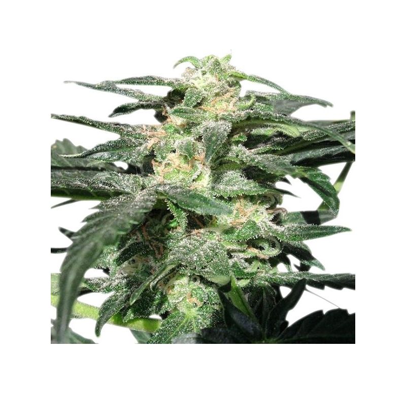 Royal Haze Auto, Фасовка: 1