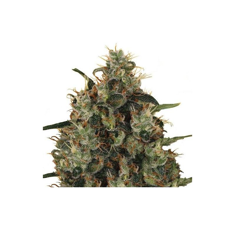 Medical Mass CBD, Фасовка: 1