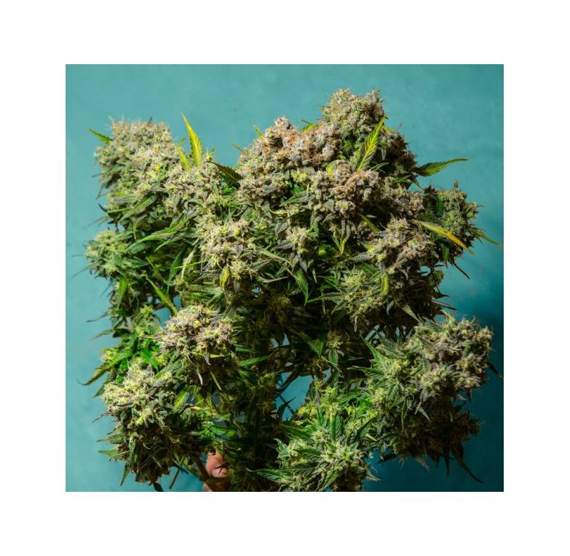 Auto Cream Caramel (X), Фасовка: 5, изображение 2